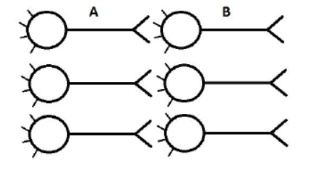 Diagram of neuron A firing on neuron B along three healthy pathways